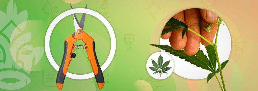 Top- En Traintechnieken Voor Cannabis